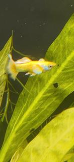 Guppy 24k gold (per koppel), Dieren en Toebehoren, Vissen | Aquariumvissen, Vis