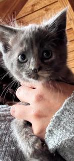 Kruising Maine Coon kitten, Dieren en Toebehoren, Katten en Kittens | Raskatten | Langhaar, Meerdere dieren, Ontwormd