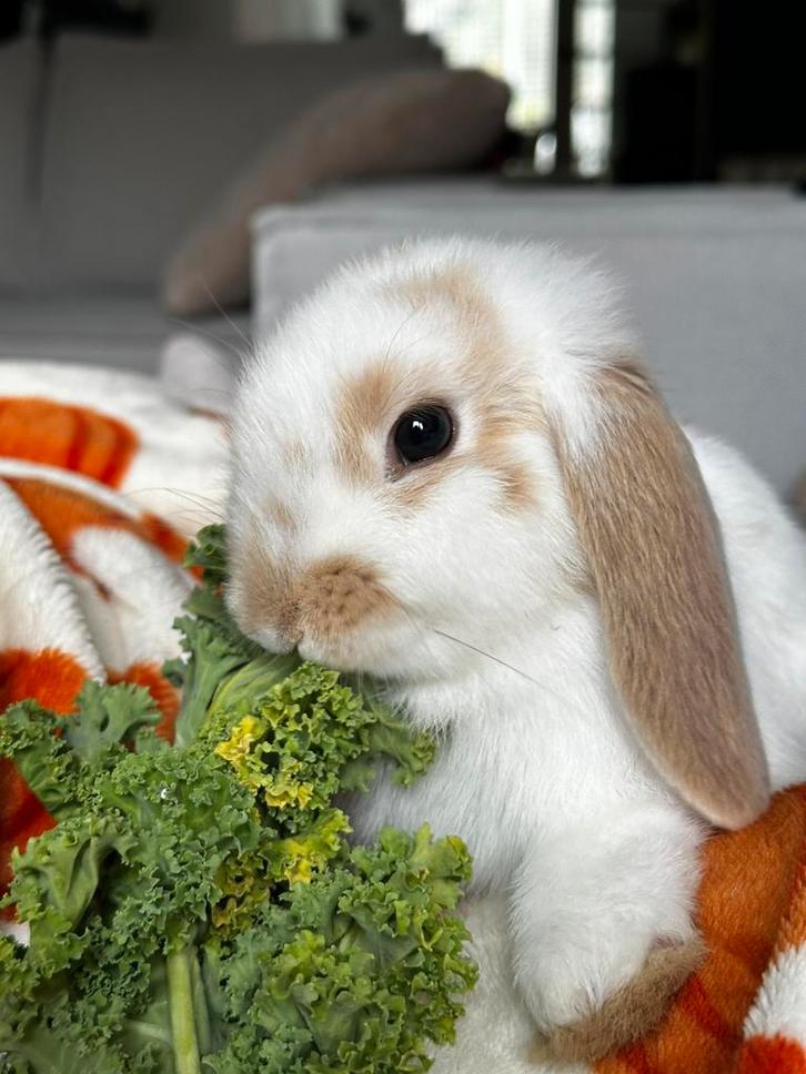 Jack’s Farm: Konijnenhotel en koppelvakantie, Dieren en Toebehoren, Konijnen, Dwerg, Meerdere dieren