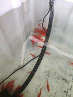 Goudvis 7-10 cm desgewenst bezorgd aan huis, Goudvis(sen)