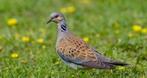 Zomertortels, Dieren en Toebehoren, Meerdere dieren, Overige soorten