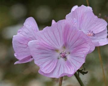 Zaden Muskuskaasjeskruid - Malva moschata 'Rosea'  beschikbaar voor biedingen
