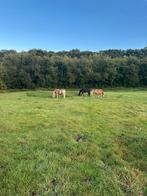1 Prive stal te huur, Dieren en Toebehoren, Stalling en Weidegang, Stalling