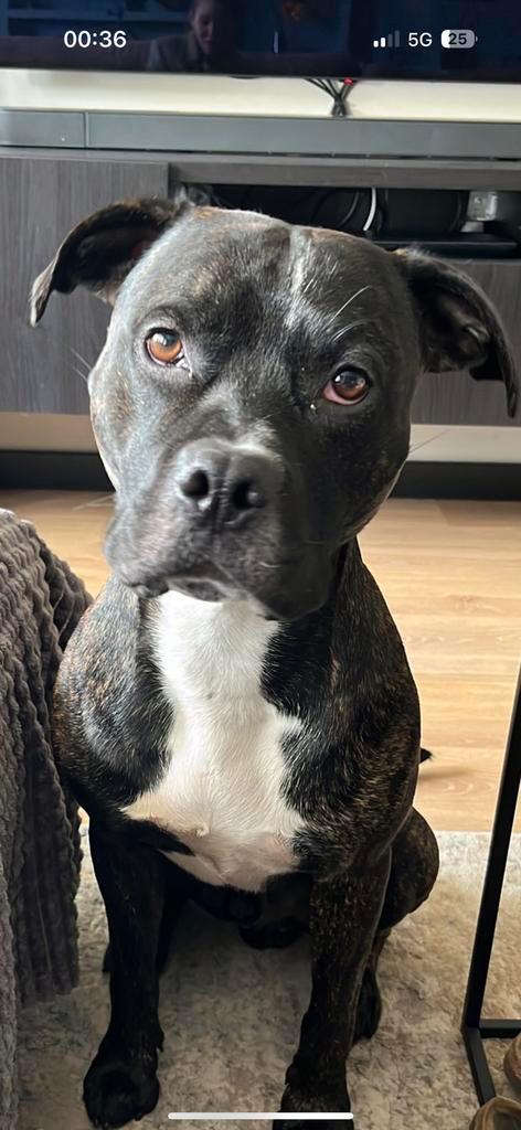 Lieve hond zoekt nieuw baasje, Dieren en Toebehoren, Honden | Niet-rashonden, Reu, Particulier, Eén hond, Nederland, 3 tot 5 jaar