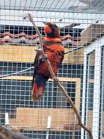 Witrug lori, Mannelijk, Papegaai, Geringd