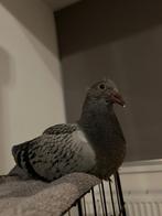 Jonge postduif, Dieren en Toebehoren, Vogels | Duiven, Mannelijk, Postduif