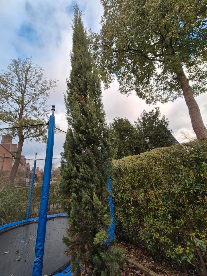 Italiaanse Cypres - Cupressus semp. 'Pyramidalis' 4,5m, Tuin en Terras, Planten | Bomen, Ophalen