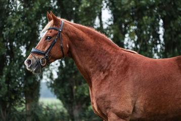 Super knappe en lieve 15 jarige ruin beschikbaar voor biedingen
