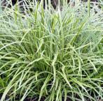 carex bont (zegge), Ophalen, Siergrassen, Halfschaduw