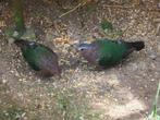 Jong koppeltje groenvleugel duiven, Dieren en Toebehoren, Vogels | Duiven, Meerdere dieren, Overige soorten