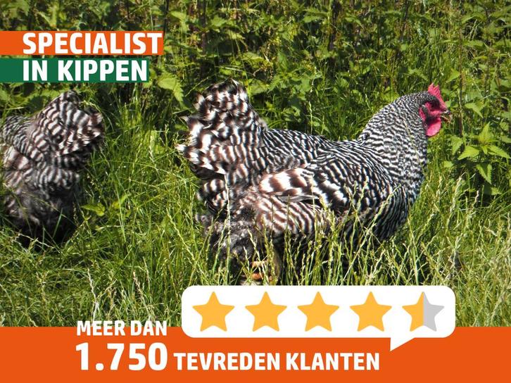 Amrock groot | Gezonde kippen | Passend advies, Dieren en Toebehoren, Pluimvee, Kip, Meerdere dieren