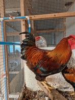 Patrijs wyandotte groot, Dieren en Toebehoren, Pluimvee, Meerdere dieren, Kip