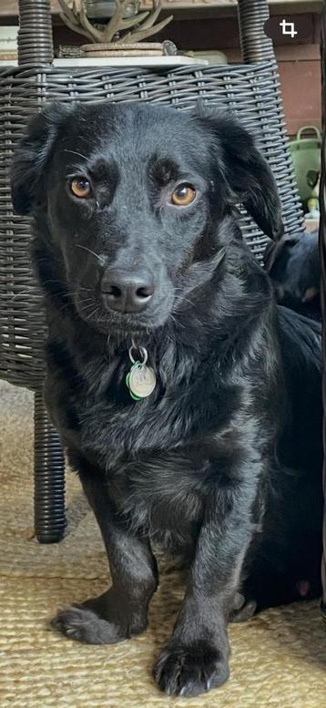 Ash zoekt baas beschikbaar voor biedingen