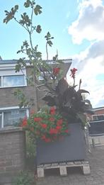 Plantenbak met Vijgenboom - Balkon/Tuin, Ophalen, Kunststof, Tuin, Zo goed als nieuw