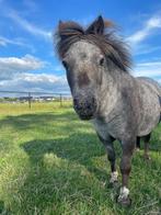 Mooie shetlander, Dieren en Toebehoren, Merrie