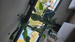 Strelitzia ruim 300cm hoog, Huis en Inrichting, Kamerplanten, Ophalen of Verzenden, Halfschaduw, 200 cm of meer