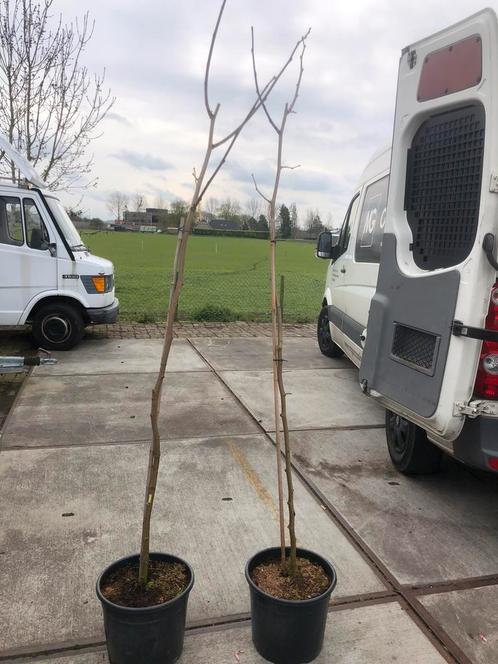 Moerbei bomen div soorten maten de vruchtjes komen er al in, Tuin en Terras, Planten | Bomen, Overige soorten, 100 tot 250 cm