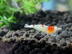 Caridina crystal red garnalen, mooie kwaliteit., Dieren en Toebehoren, Kreeft, Krab of Garnaal, Zoetwatervis