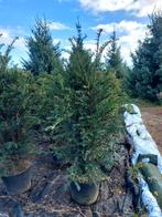 Taxus bomen coniferen heg, Tuin en Terras, Ophalen of Verzenden, Taxus