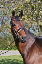 Prachtige 6 jarige merrie, Merrie, Gechipt, M, Dressuurpaard