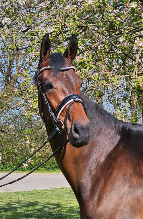 Prachtige 6 jarige merrie, Dieren en Toebehoren, Paarden, Merrie, M, 165 tot 170 cm, 3 tot 6 jaar, Dressuurpaard, Met stamboom