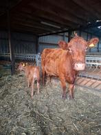 Dexter koe met vaarskalf, Dieren en Toebehoren, Mannelijk, 0 tot 2 jaar