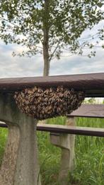 Bijen, zwerm, bijenvolk. Gratis verwijderen., Ophalen of Verzenden