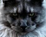 XXL Maine Coon Rus DEKKATER BlackSmoke GetestVriendelijkReus, 3 tot 5 jaar