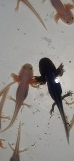 Baby axolotl, Dieren en Toebehoren, Amfibie, 0 tot 2 jaar