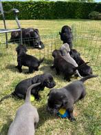 Cane corso pups, Rabiës (hondsdolheid), Overige rassen, 8 tot 15 weken, Meerdere