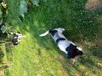 Te koop Frirse Stabij pups, Twee personen