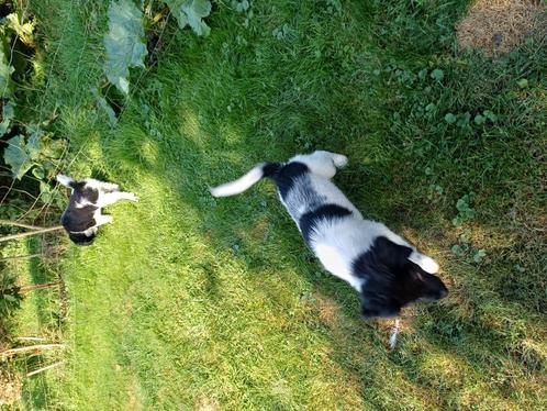 Te koop Frirse Stabij pups, Tickets en Kaartjes, Recreatie | Dierentuinen, Twee personen