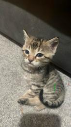 5 mooie half britse en. Halfbengaalse kittens ter reserveren, Dieren en Toebehoren, Katten en Kittens | Raskatten | Korthaar, Meerdere dieren