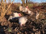 Noord-Kaukasische zilver kalkoenen, Dieren en Toebehoren, Meerdere dieren, Kalkoen