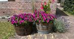 Bloembak hout waterbak half wijnvat/whiskyvat palmboom, Tuin en Terras, Tuin, Gerard Krale, Rond, Nieuw
