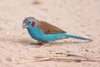 Gezocht koppeltje (zie foto's) omgeving  Groningen., Dieren en Toebehoren, Vogels | Overige Vogels, Meerdere dieren