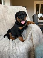 Super lieve, sociale rottweiler pups!!, Dieren en Toebehoren, 8 tot 15 weken, Meerdere, Meerdere dieren, Rottweiler