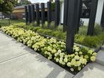 Hydrangea Little Spooky, Dwerg pluimhortensia 50 cm, Ophalen, Overige soorten, Volle zon
