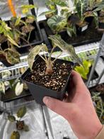 Alocasia Polly Splash Variegata, Huis en Inrichting, Kamerplanten, Ophalen of Verzenden