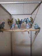 Diverse kleuren halsband parkieten., Dieren en Toebehoren, Vogels | Parkieten en Papegaaien