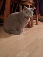 Britse korthaar poes (Stamboom), Dieren en Toebehoren, Katten en Kittens | Raskatten | Korthaar, Poes