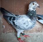 Postduif kweekduivin., Dieren en Toebehoren, Vogels | Duiven, Vrouwelijk, Postduif