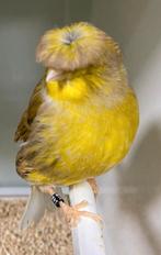 Gloster kanarie man, Mannelijk, Postuurkanarie