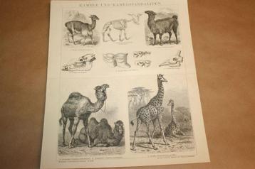 Antieke prent - Kameel, Lama, Giraffe etc - Ca 1885 !! beschikbaar voor biedingen
