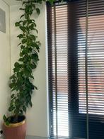 Money plant, Ophalen of Verzenden, Overige soorten, Minder dan 100 cm