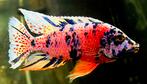 Malawi cichlide multicolour, Dieren en Toebehoren, Vissen | Aquariumvissen, Vis