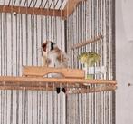 Te koop Majoor Butter 3 mannetjes1 Pop De prijs 400 €, Dieren en Toebehoren, Wildzangvogel
