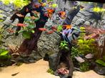 Aquariumvissen en garnalen tropische vissen aquarium, Dieren en Toebehoren, Vissen | Aquariumvissen, Vis, Zoetwatervis, Schoolvis