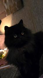 Lieve Britse Langhaar 4 jaar, Dieren en Toebehoren, Katten en Kittens | Dekkaters