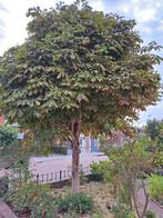 Gratis kastanje hout – boom zelf kappen, Tuin en Terras, Haardhout, Ophalen, Overige houtsoorten, Stammen